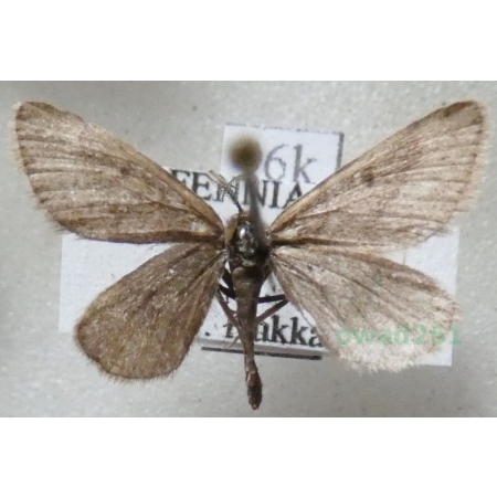 Speranza fusca (Thunberg, 1792) male Finland96k
